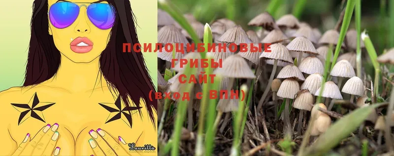 Псилоцибиновые грибы Psilocybine cubensis  купить наркотик  Бакал 